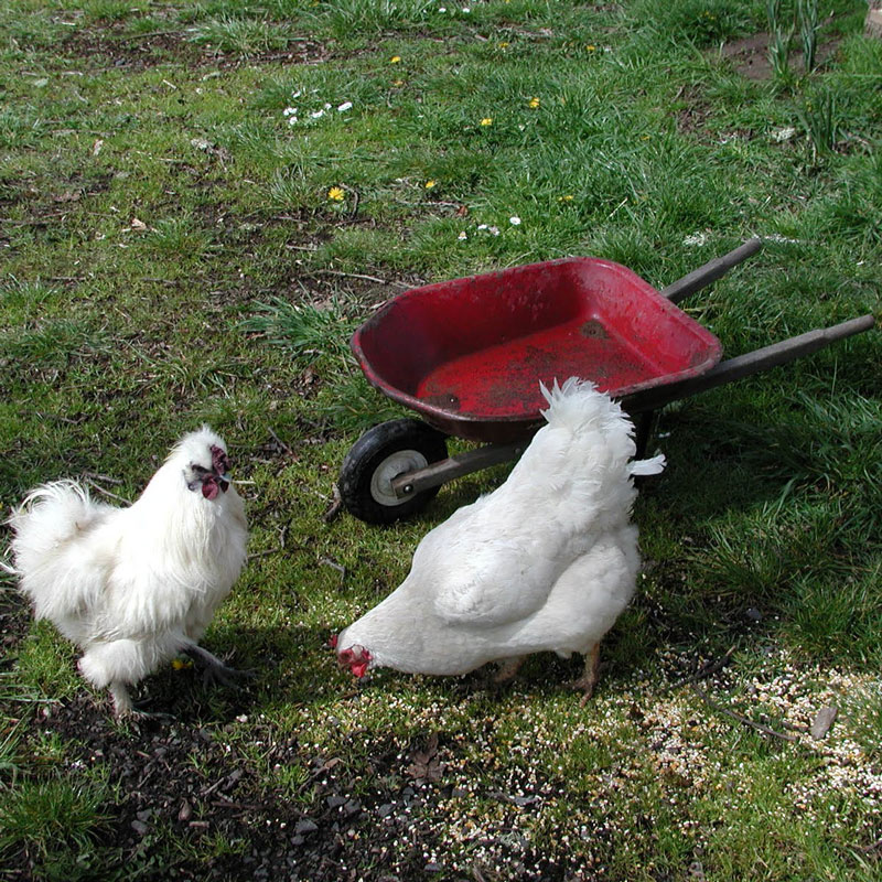 chicken-wheelbarrow