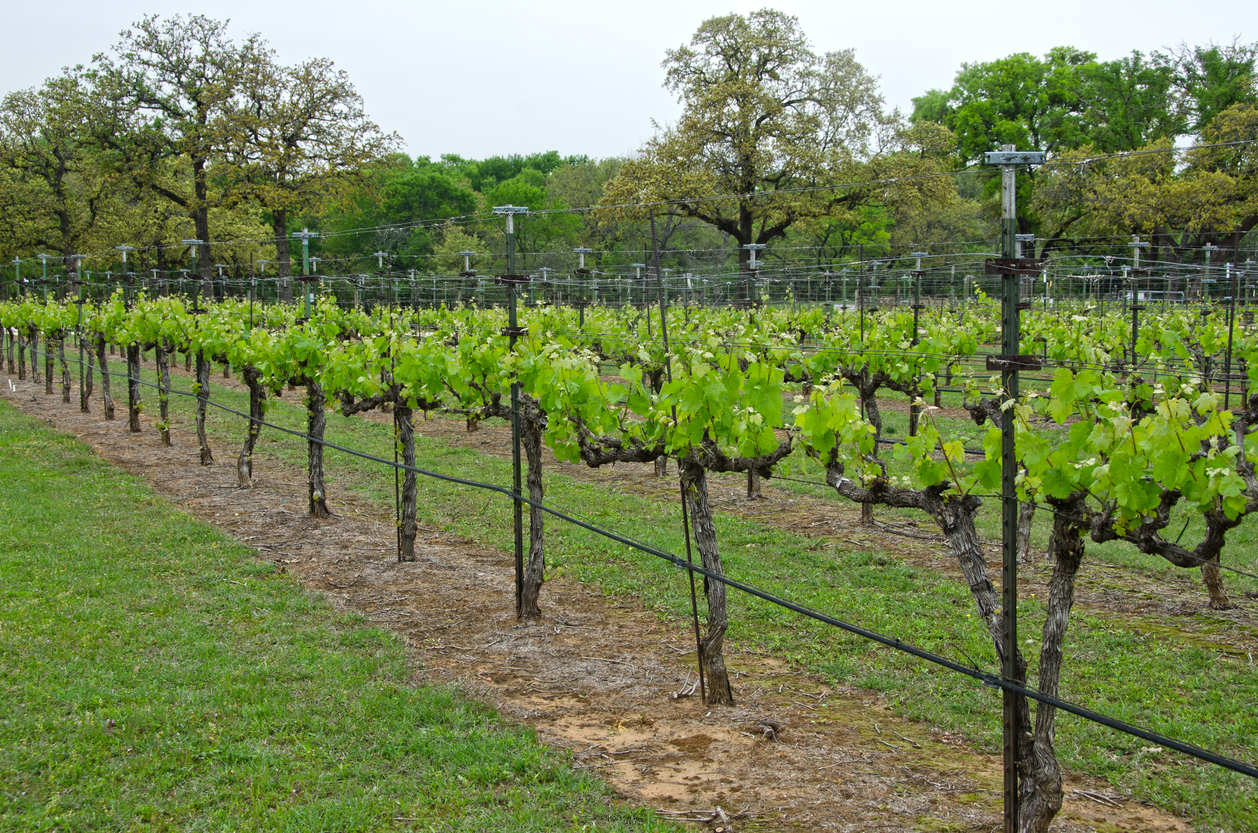 grapevines sprouting with leaves
