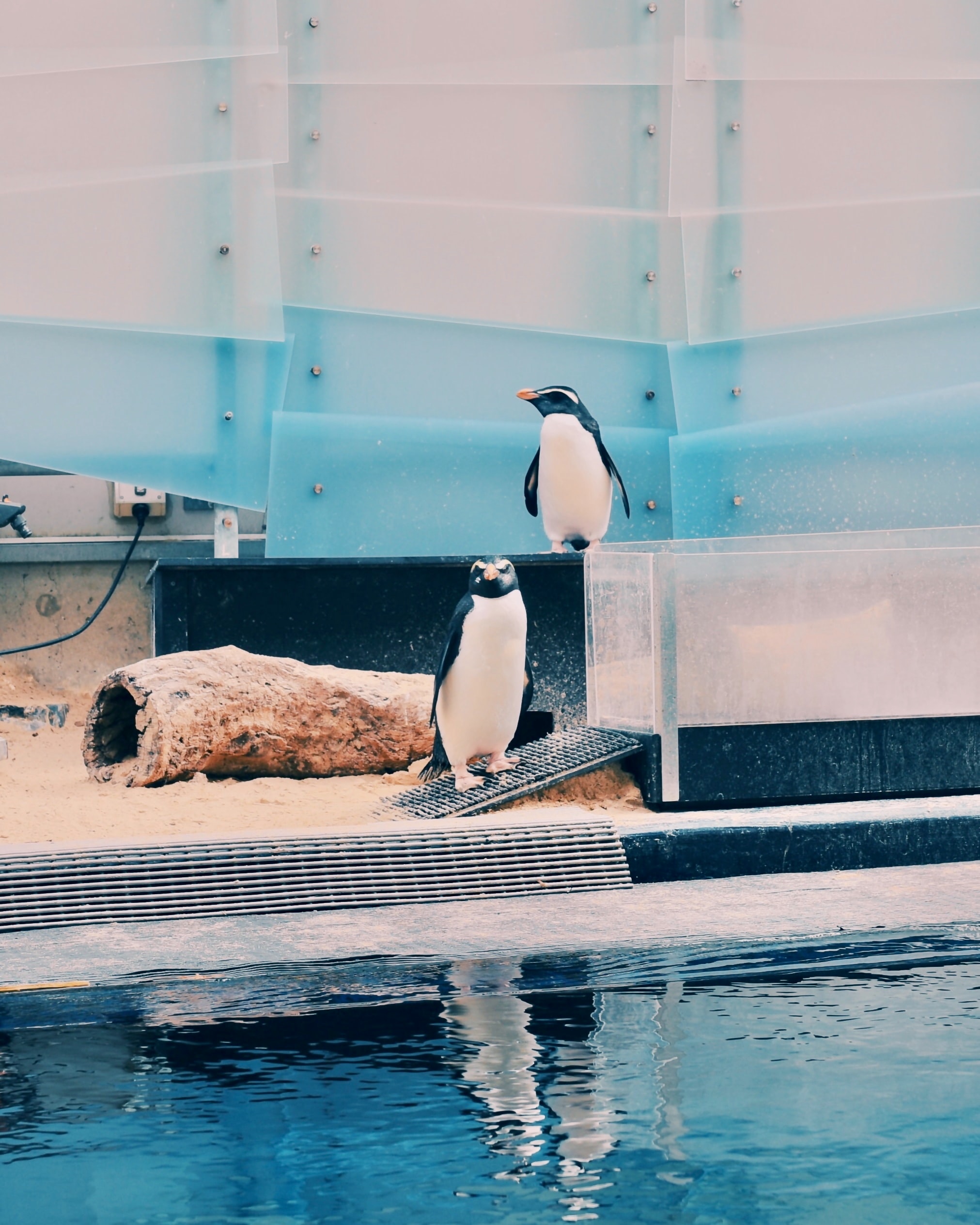 Visit the Animals at Melbourne Zoo