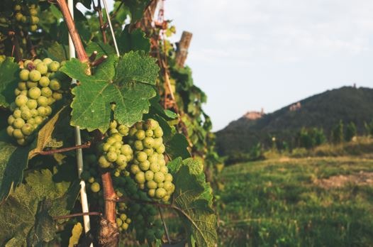 A Fusion of French and German Influences