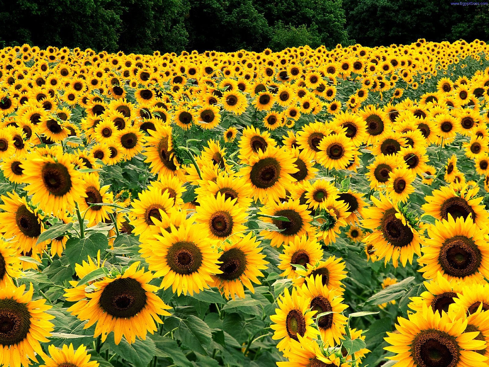 Sunflowers-jepg