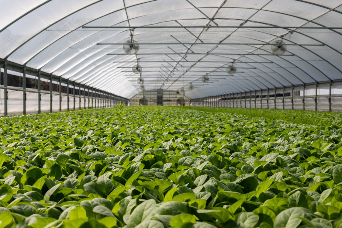 How To Choose The Best Greenhouse Materials