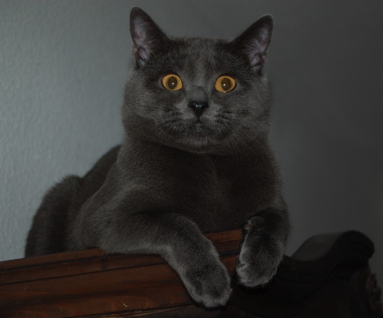 Chartreux-France-French-Origin
