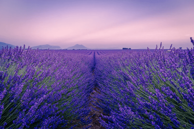 Lavendelfelder-der-Provence
