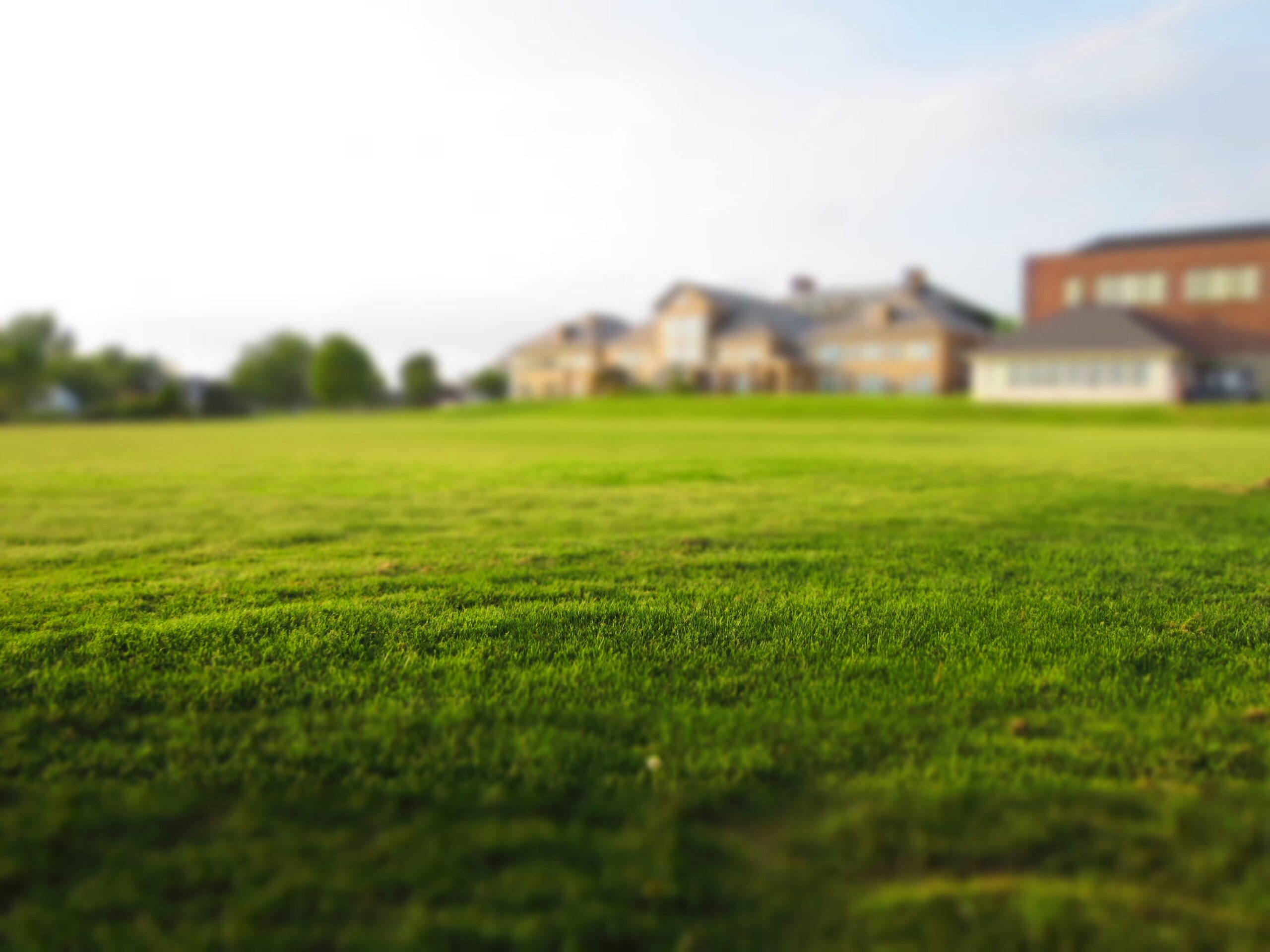 5 Green Grass Landscaping Tips for Homeowners