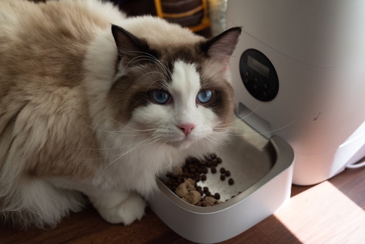 Cat Diet and Litter Box Odor