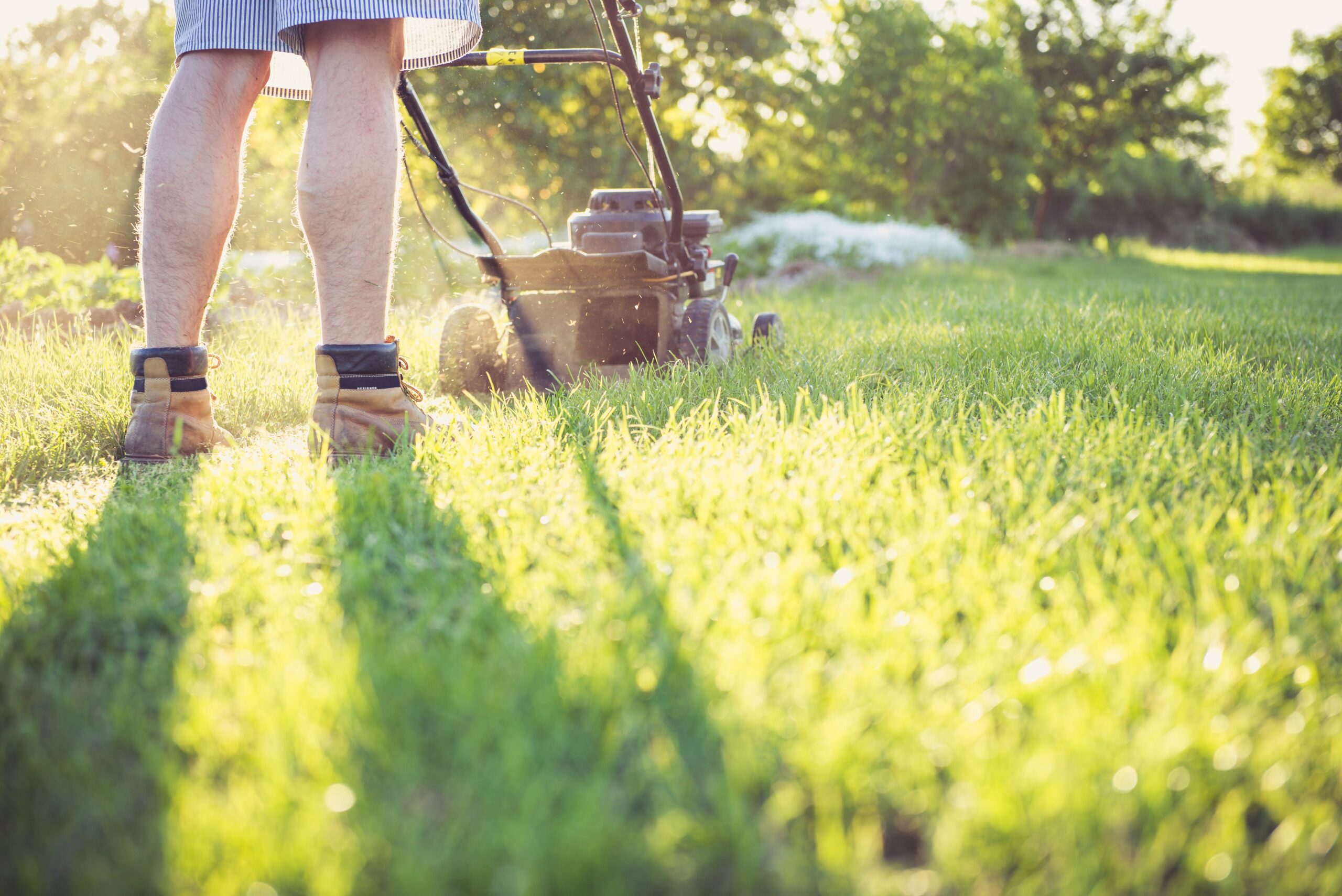 Unleash the Bots A Guide to Effortless Lawn Maintenance with Robot Mowers